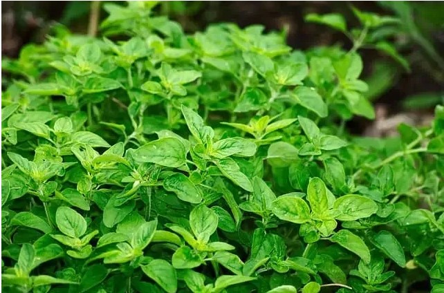 10 Types of Oregano